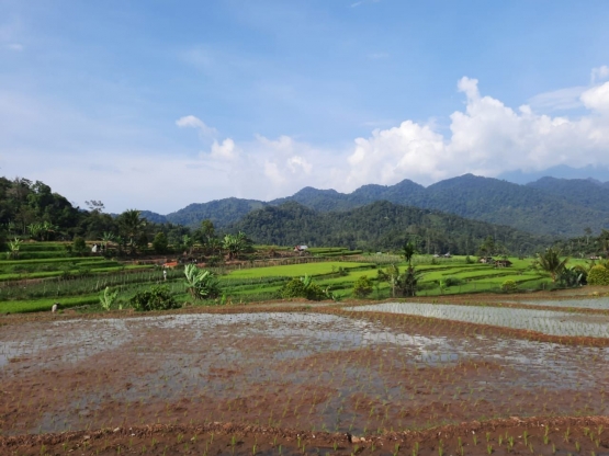 Lahan Pertanian Nagari Situmbuk