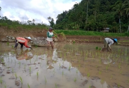 Para Petani sedang Menanam Padi di Pagi Hari