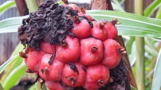 Kenampakan dari buah kecombrang (asam cekala atau patikala, menurut masyarakat Sulawesi) | banjarmasin.tribunnews.com