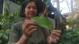 Kenampakan sehelai daun micin (daun mekai atau sengkubak) | kumparan.com