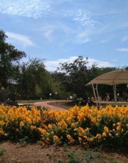 Bunga bermekaran di taman fakultas (Dok.Pribadi,2020)