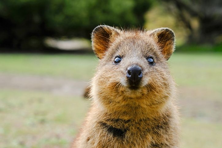Quokka: Hewan Khas Australia Paling Bahagia quokka-605c00f68ede48630134cb73.jpg (724×483)