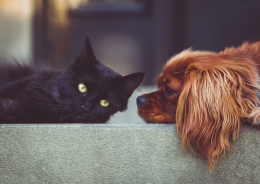 Ilustrasi Vonis Maksimal Pembunuh Kucing dan Anjing? Foto: SnapStock via Pixabay.