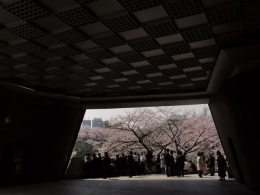 Para salaryman berkerumun di sekitar sakura. Foto saya potret dari gedung showakan (dokpri)