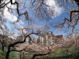 Pemandangan sakura dengan latar belakang gedung dari tempat favorit (dokpri)