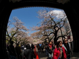 Sakura dengan framing gerbang tayasu-mon (dokpri)