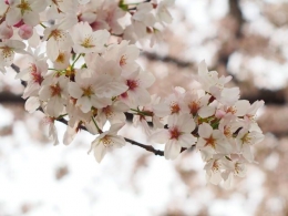 Bunga sakura (dokpri)