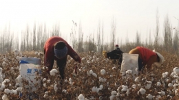 Salah satu ladang kapas di Xinjiang. | BBC.com