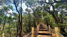 Jembatan bambu di Cantigi Skywalk Kawah Putih (Foto : dokpri)