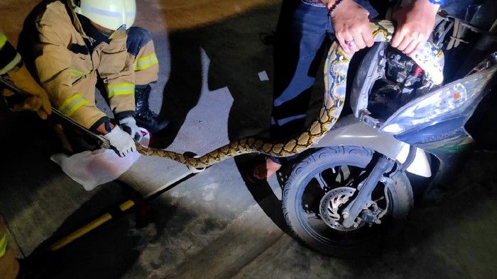 Foto: Evakuasi ular Sanca di motor warga di Tebet, Jakarta Selatan (dok. Damkar DKI Jakarta)