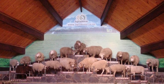 www.nomadsworld.com | Pertandingan domba2 secara nasional di New Zealand, dengan kriteria2 tertentu .....