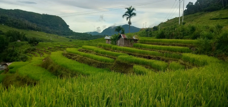 Wisata Sawah di Desa Benteng Raja, Kecamatan Borong, Matim/ dokpri.