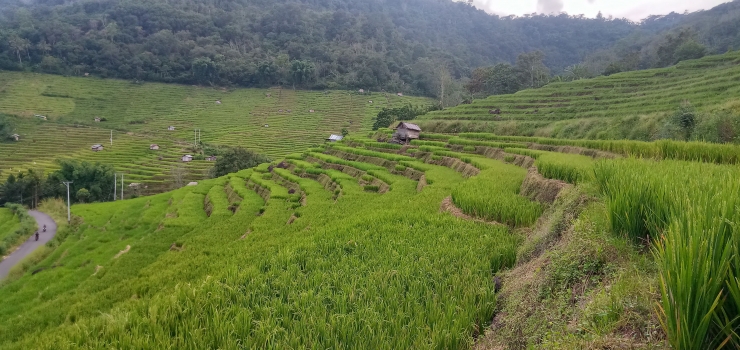 Wisata Sawah di Desa Mokel, Kecamatan Kota Komba Utara, Matim/ dokpri.