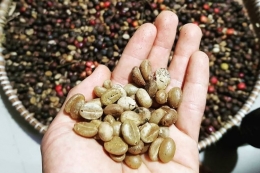 Proses pemilahan biji kopi Kopi Kampoeng Genting yang sudah diproses natural proses, green bean yang berkualitas baik (Dok. Instagram @kopi_kampoeng_genting via kompas.com) 