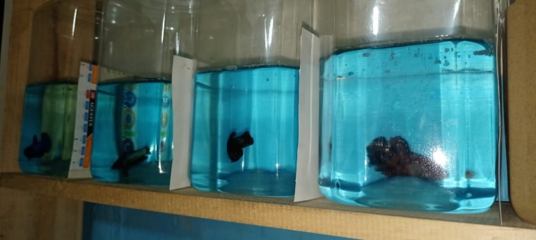 ikan-cupang-606460ea8ede481177292d53.jpeg