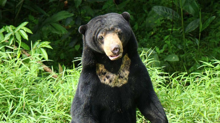 Beruang Madu | fimela.com