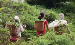 Ibu-ibu Menggendong Butah yang Berisi Beragam Syuran Hutan Kalimantan | tumbangbaraoi.co