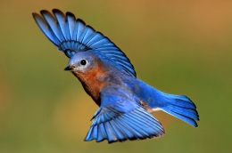 Ilustrasi burung biru (foto: Jooin)