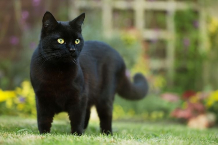 Ilustrasi kucing hitam. (SHUTTERSTOCK/GIEDRIIUS via kompas.com)