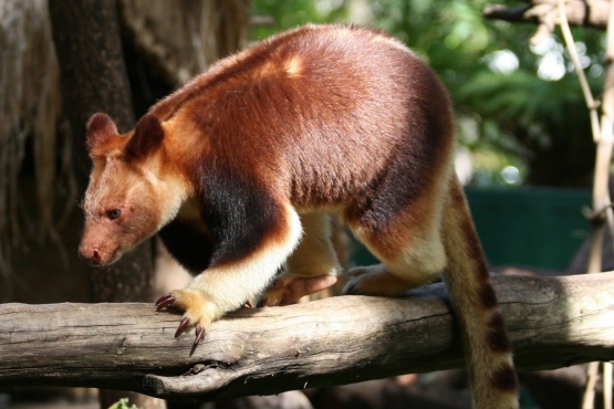 Ini adalah kangguru pohon, yang juga banyak erdapat di Papua, Indonesia. Jenis ini, aku pernah melihat di kebon binatang di Australia. | www.beritapapua.id