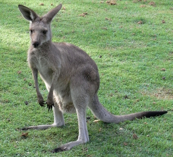 Ini kangguru abu2 yang terbanyak terdapat di Australia dan yang banyak berada di taman2 umum untuk dilihat wisatwan yang ke Australia