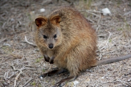 Nah, ini adalah Quokkas, jenis kangguru yang terkecil. Aku malah pernah ke sebuah pulau (Rottness Island), yang hanya terdapat quokkas, di Australia Barat.  | azurehome.com.au