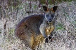 Ini adalah wallaby, sejenis kangguru yang kecil, juga selalu berada di taman2 untuk wisatawan di Australia. Sering juga aku lihat. | fieartmedica.com