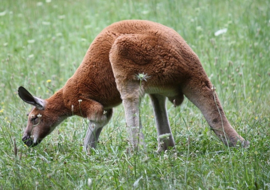 Beberapa kangguru yang aku kenal dan pernah aku lihat adalah kangguru merah, yang jika berdiri lebih tinggi dari manusia