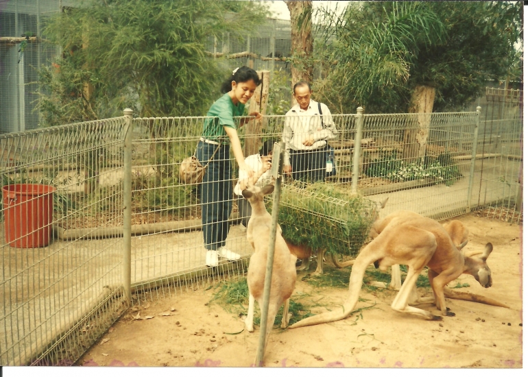 Pertamakali aku melihat kangguru di Australia, tahun 1990 di Feather Wildlife Farm, Sydney | Dokumentasi pribadi