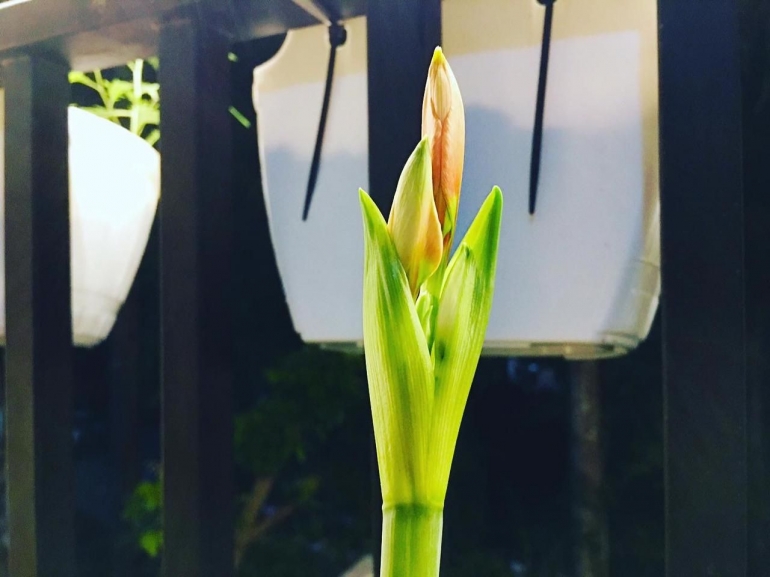 Dokpri; Bunga Amarilis