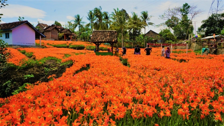 Pemandangan taman bunga amarilis berwarna oranye terang yang sangat menarik mata -dokpri