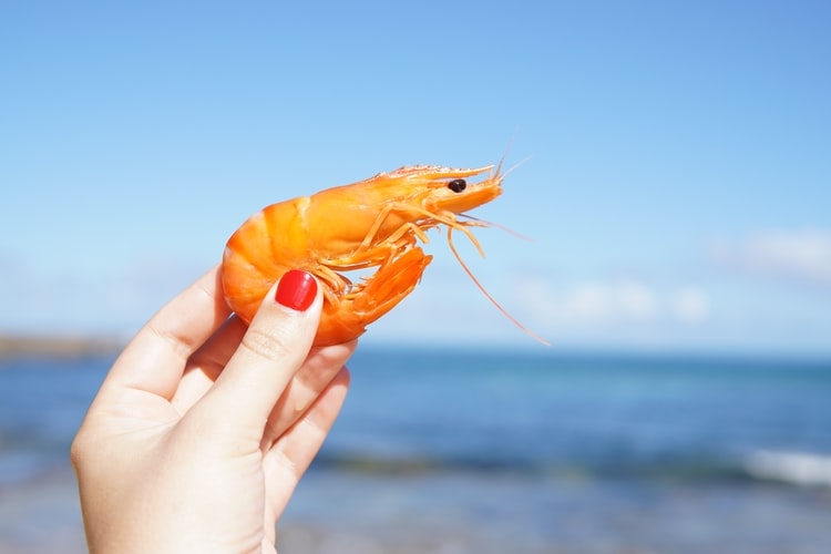 Budidaya udang Vaname Air Payau di Kolam Terpal (Sumber : Elle Hughes via unsplash.com)