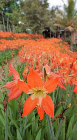 Bentuk bunga amarilis secara dekat, dengan kelopak bunga yang lebar dan warna oranye indahnya-dokpri