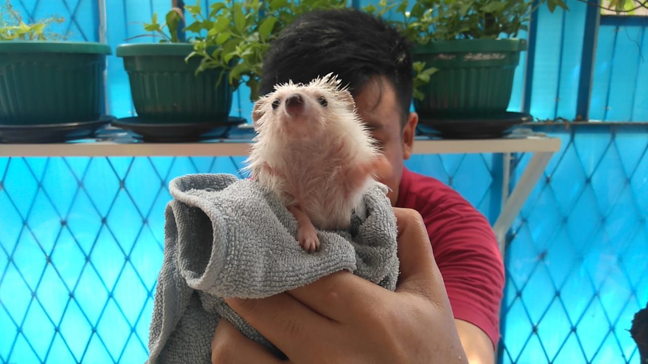 Shadow saat habis dimandinkan (foto: Dokumen Pribadi).