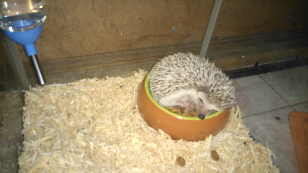 Terlelap habis makan nih si Shadow (Foto: Dokumen Pribadi).