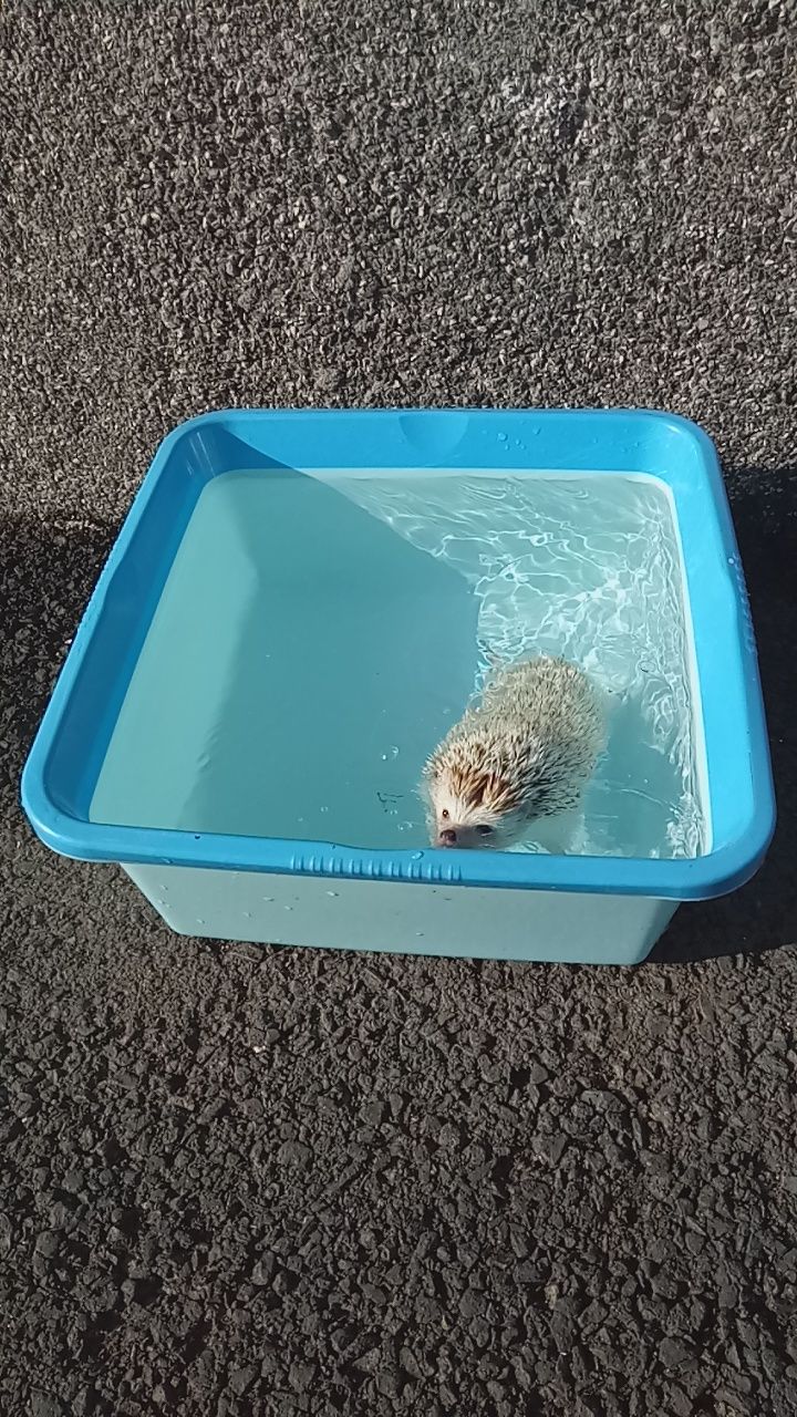 Shadow berenang (Foto: Dokumen Pribadi).