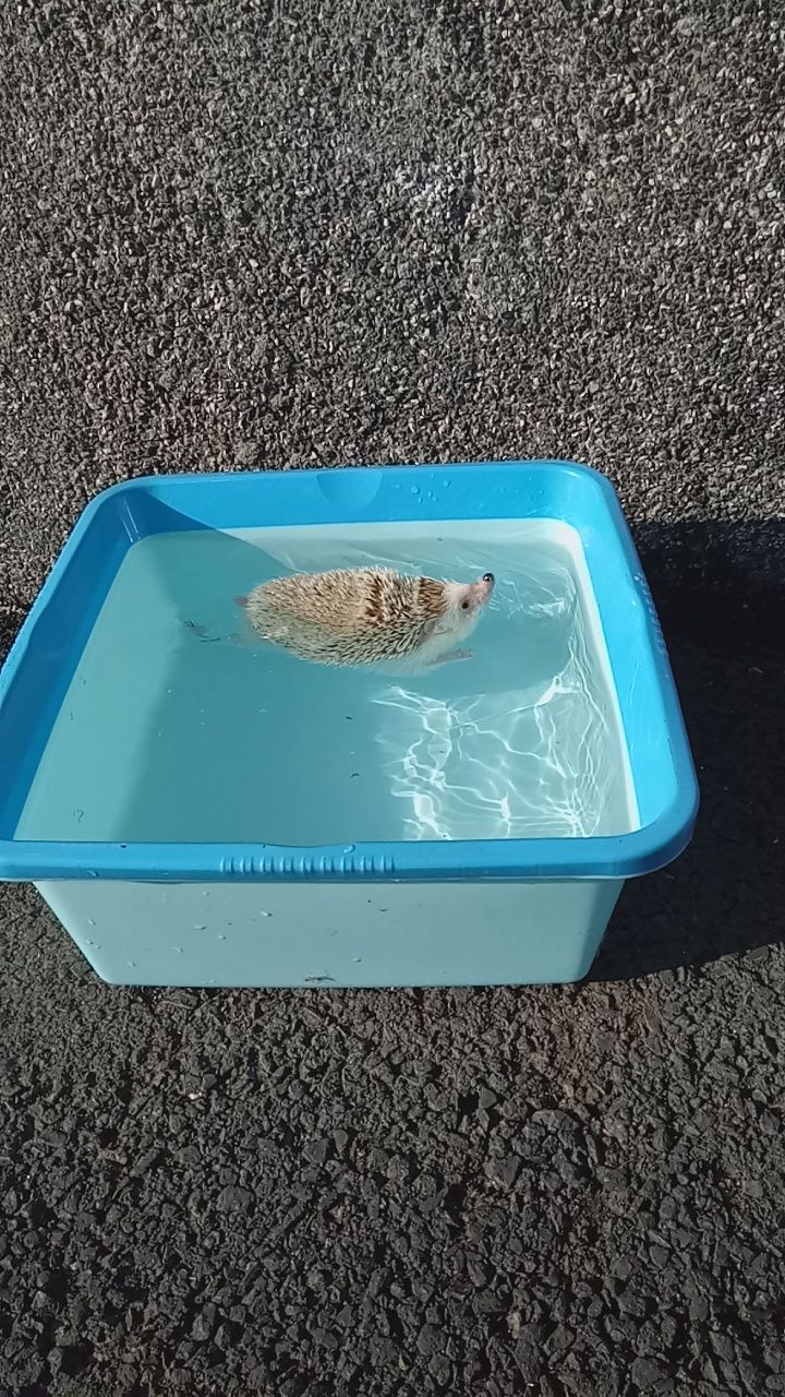 Shadow saat sedang asyik berenang (Foto: Dokumen Pribadi).