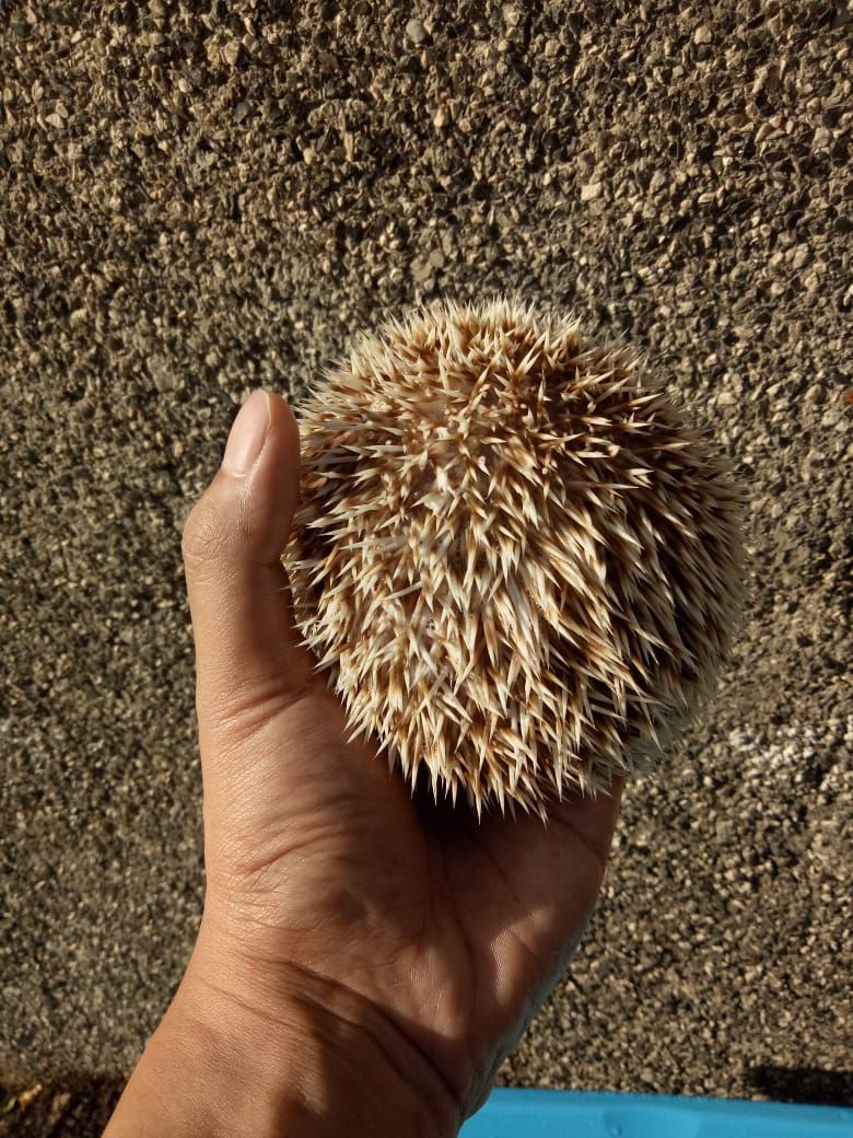 Landak Mini saat membentuk bola diri (foto: Dokumen Pribadi).