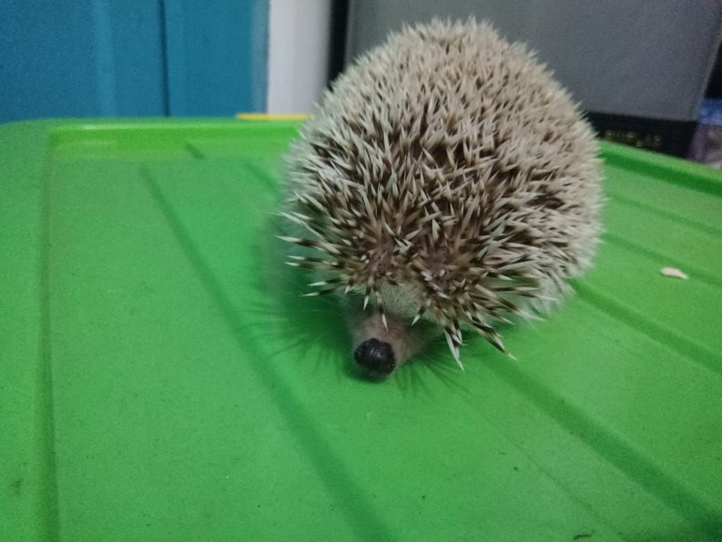 Shadow si Landak Mini (Foto: Dokumen Pribadi).