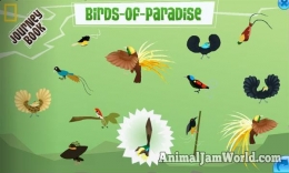 12 Jenis Burung Cenderawasih di Gim Animal Jam / animaljamworld.com