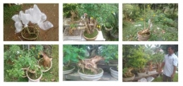 Koleksi tanaman bonsai Pakde (dokpri)