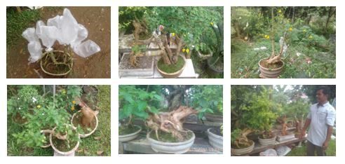 Koleksi tanaman bonsai Pakde (dokpri)