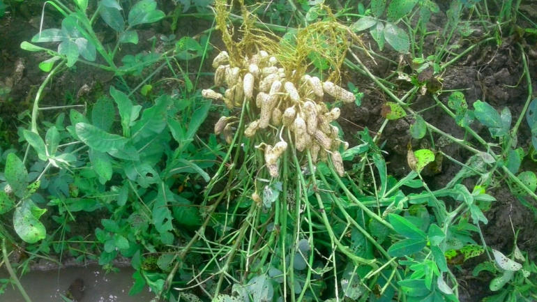 Kacang tanah baik untuk kesehatan tubuh/foto: samhudi