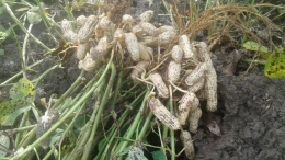 Kacang tanah hasil kebun disawah/foto: samhudi