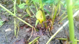 Ciri-ciri kacang tanah siap panen terlihat dari akarnya/foto: samhudi