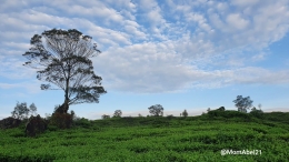 Pemandangan kebun teh Rancabali di pagi hari. Ini hanya secuil keindahan alam Ciwidey (Foto : dokpri)