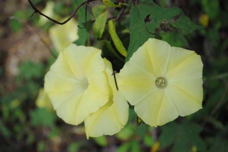 Bunga Merremia vitifolia. Foto: Dokumen Pribadi Ino