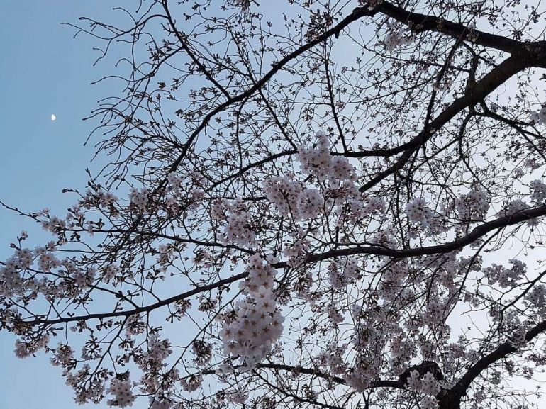 Sakura dan Bulan Purnama - Dok. Pribadi