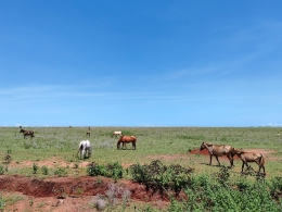 Hamparan padang rumput dan kawanan kuda di savana dekat Pantai Benda, Sumba Timur. (foto: Alex Journey)