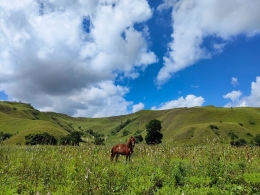 Kuda khas Sumba di savana perbukitan Tanggedu, Sumba Timur. (foto: Alex Journey)